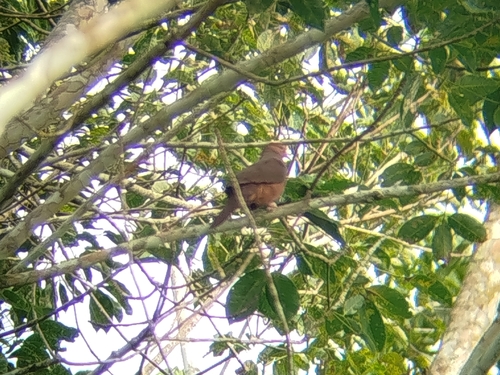 Philippine Cuckoo-Dove (Bornean)