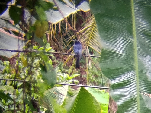Greater Racket-tailed Drongo (Bornean)