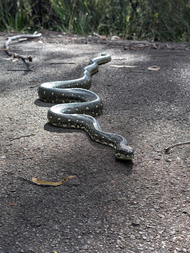 Diamond Python sighting