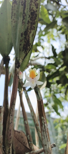 Dendrobium bicostatum