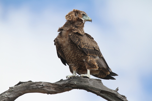 Bateleur