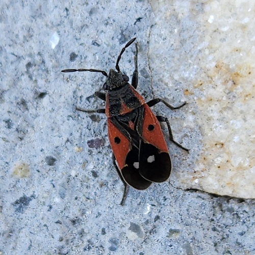Melanocoryphus tristrami