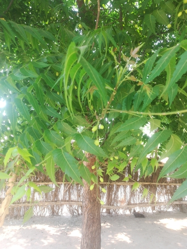 Neem