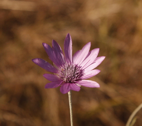 Immortelle