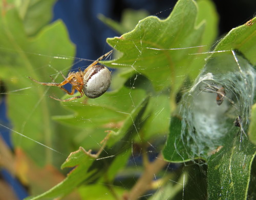 Lattice Orbweaver