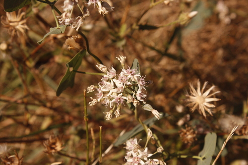 Stranglewort
