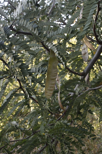 honey locust