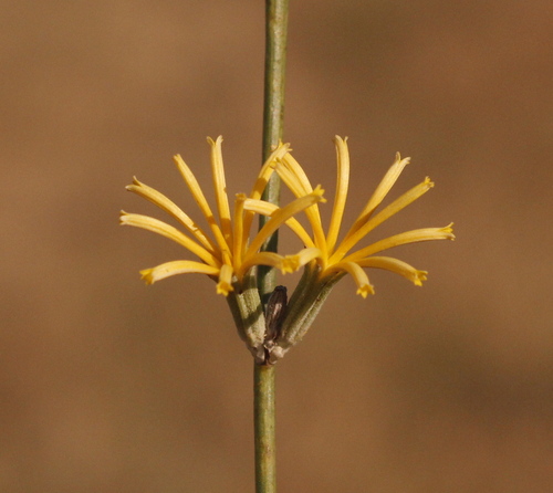 Rush Skeletonweed
