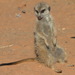 Southern African Meerkat - Photo (c) Gilbert Reinhardt, all rights reserved, uploaded by Gilbert Reinhardt