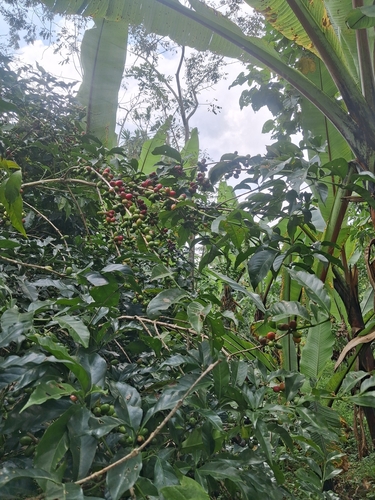 Coffee