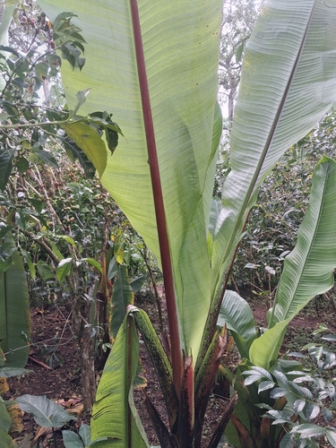 Abyssinian banana