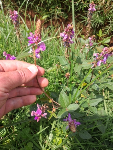 Greenleaf Ticktrefoil