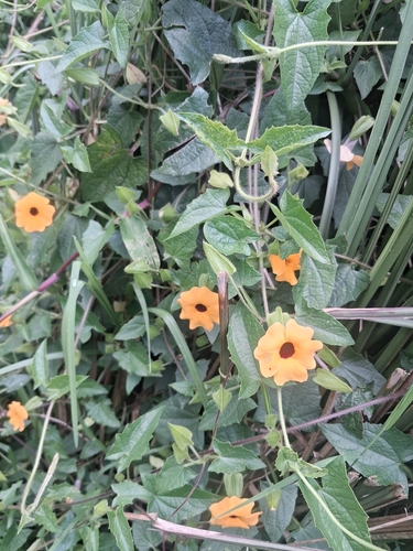 Black-eyed Susan vine