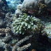 Acropora globiceps - Photo (c) tracc, todos los derechos reservados, subido por tracc