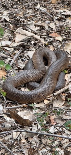 Mainland Dugite sighting