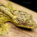Southern Turniptail Gecko - Photo (c) Matthieu Berroneau, all rights reserved, uploaded by Matthieu Berroneau
