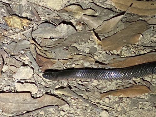 Eastern Small-eyed Snake sighting