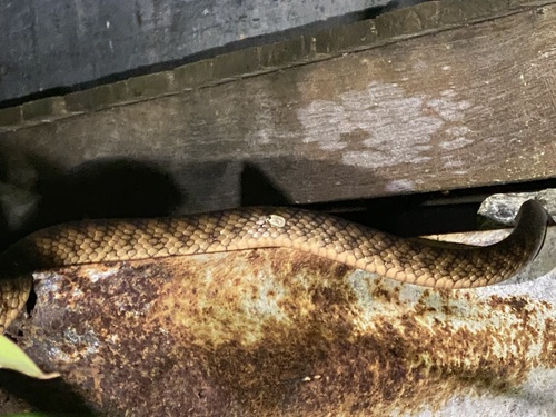 Brown Tree Snake sighting