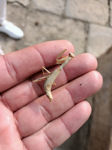 Mediterranean Mantis
