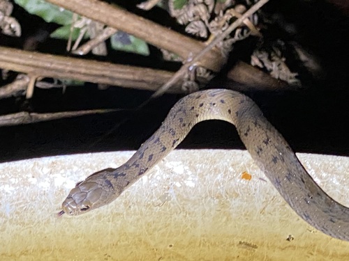 Rough-scaled Snake sighting