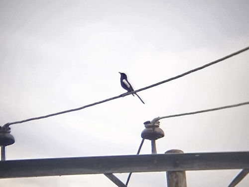 Oriental Magpie-Robin (Bornean Black)