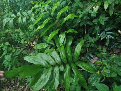 Abacopteris nitida