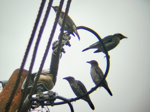 Asian Glossy Starling (East Bornean)