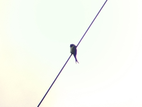 Grey-rumped Treeswift (Common)