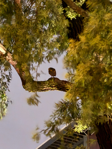 View observation of {o.common_name} on iNaturalist