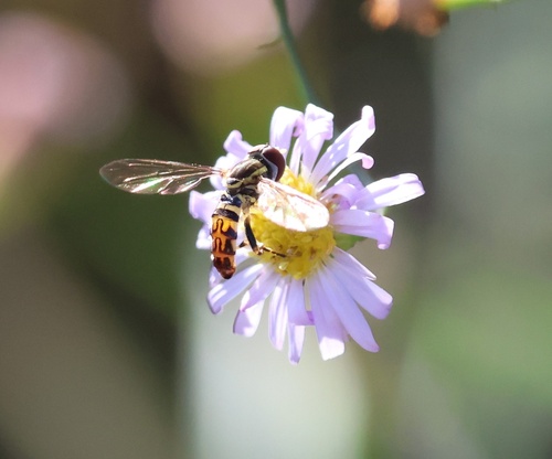 Unknown species found near Mississippi State University, Starkville, MS, US