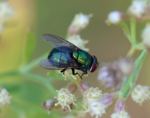 Unknown species found near Mississippi State University, Starkville, MS, US