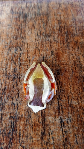Elegant Forest Tree Frog