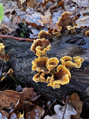 Наблюдение на iNaturalist