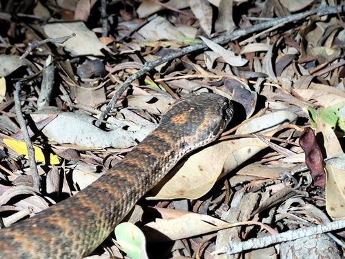 Southern Death Adder sighting