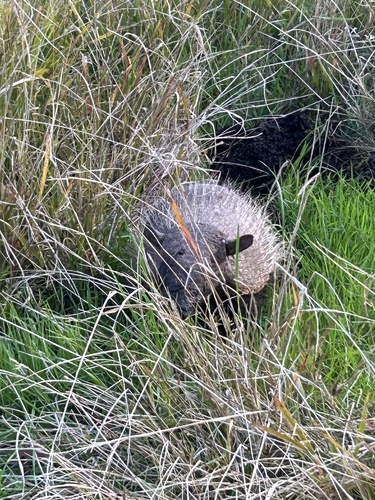 Six-banded Armadillo