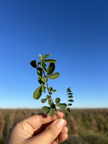 creeping beggarweed