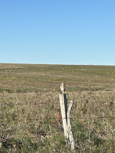 Burrowing Owl