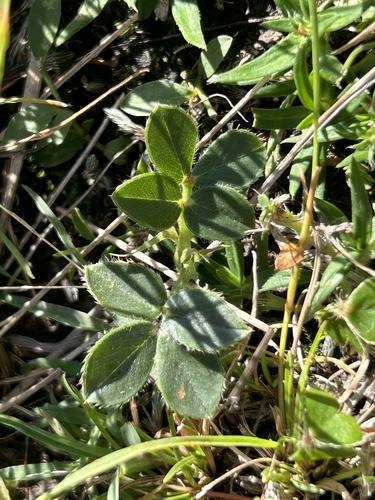 Arachis burkartii