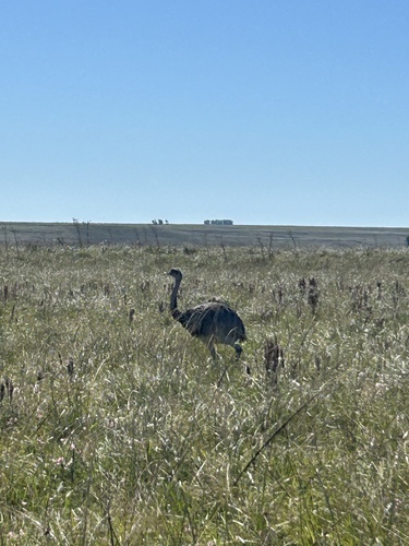 Greater Rhea