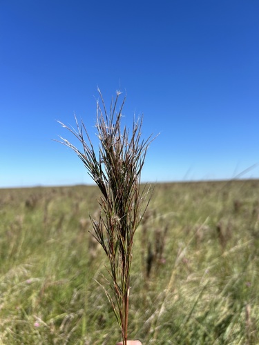 beardgrass