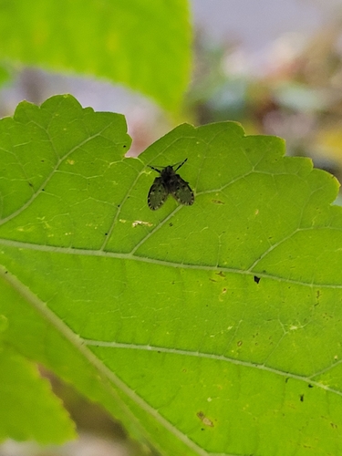 Unknown species found near District of Columbia County, US-DC, US