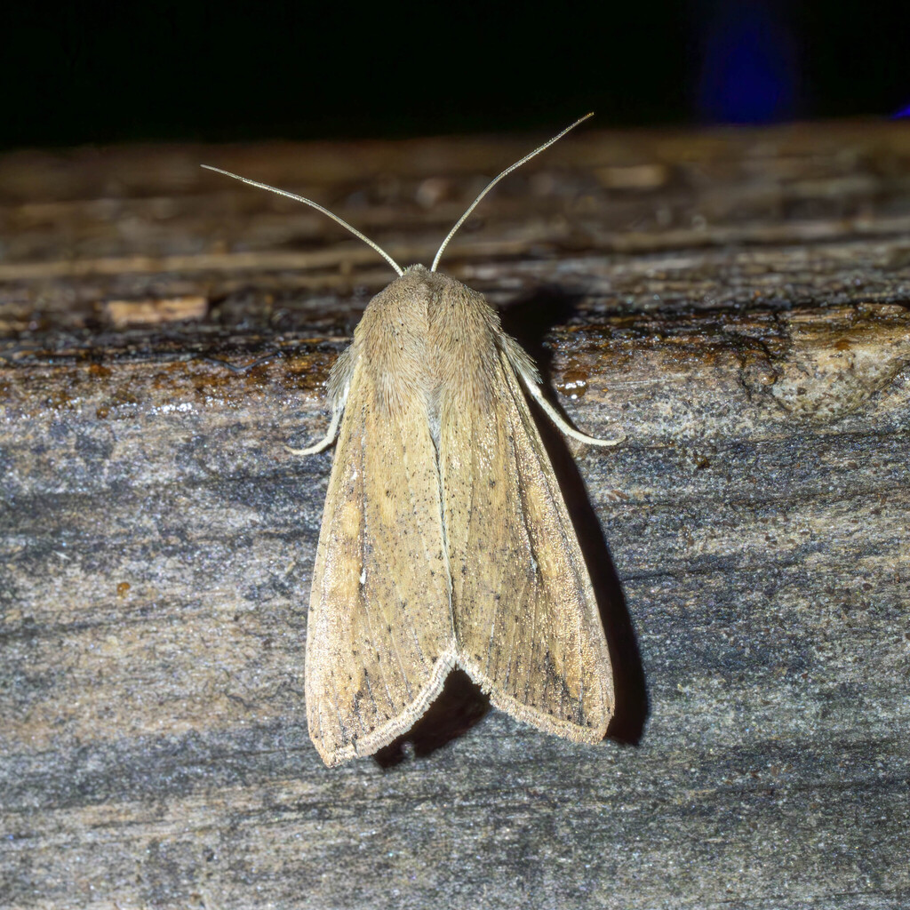 Armyworm Moth from Meadow Creek Dr, Austin, TX, USA on November 3, 2025 ...