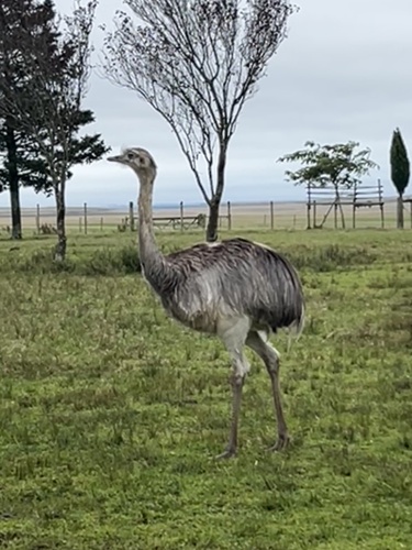 Greater Rhea