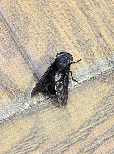 Unknown species found near University Drive & Riverside Drive, Coral Springs, FL 33071, USA