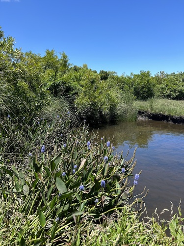 pickerelweed
