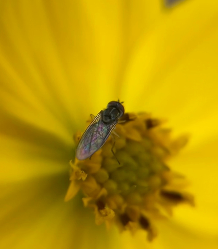 Unknown species found near Bristol Ct, Fredericksburg, VA, US