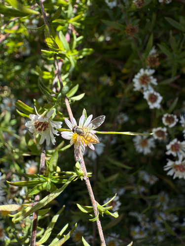 Unknown species found near Sheffield Dr, Charlotte, NC, US