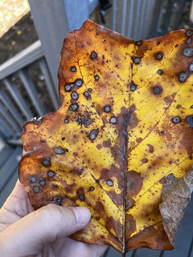 Unknown species found near Kings Valley Dr NE, Roswell, GA, US