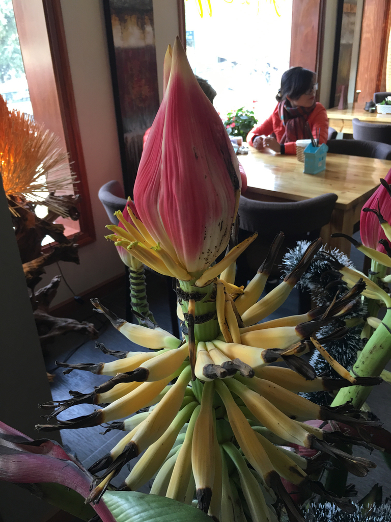 Musa paracoccinea (Musa paracoccinea)