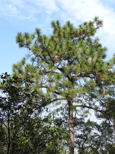 smooth-bark Mexican pine